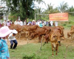 Tiếp nhận dự án hỗ trợ bò giống của Tổ chức Heifer Việt Nam