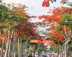 Con đường đỏ rực sắc hoa phượng đỏ ở thị xã Long Mỹ, Hậu Giang.