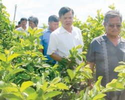 Phó Chủ tịch Thường trực UBND tỉnh Trương Cảnh Tuyên (thứ 2) trong một lần thăm mô hình sản xuất của nông dân vào năm 2019. (Ảnh chụp trước khi có dịch Covid-19)
