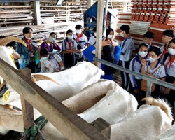Hàng năm, điểm du lịch nông nghiệp tại trang trại sữa dê Ngọc Đào luôn thu hút đông đảo du khách trong và ngoài tỉnh đến tham quan, trải nghiệm.