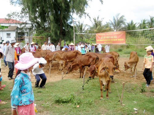 Tiếp nhận dự án hỗ trợ bò giống của Tổ chức Heifer Việt Nam