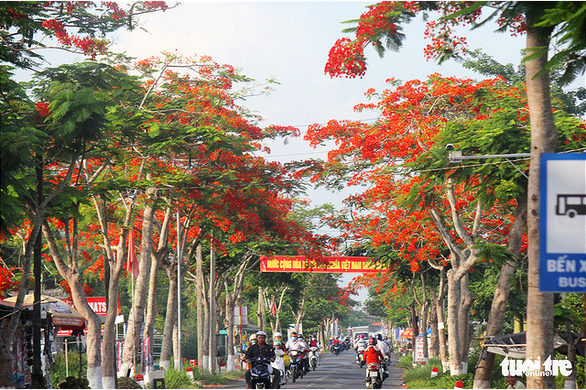 Con đường đỏ rực sắc hoa phượng đỏ ở thị xã Long Mỹ, Hậu Giang.
