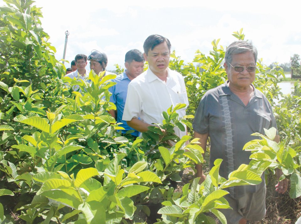 Phó Chủ tịch Thường trực UBND tỉnh Trương Cảnh Tuyên (thứ 2) trong một lần thăm mô hình sản xuất của nông dân vào năm 2019. (Ảnh chụp trước khi có dịch Covid-19)