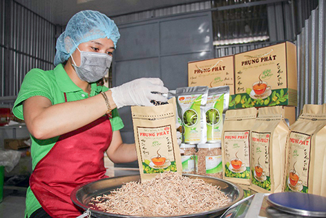 Cơ sở sản xuất trà mãng cầu Phụng Phát tích cực thực hiện sản phẩm OCOP. Ảnh: T.TRÚC