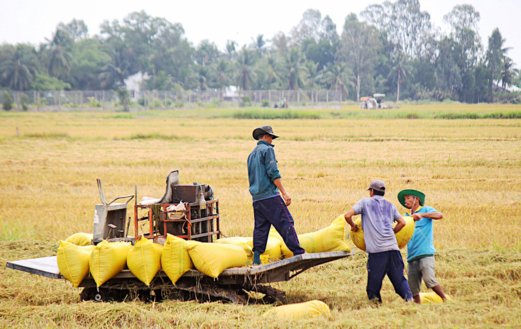Thu hoạch lúa tại huyện An Biên, tỉnh Kiên Giang - Ảnh: CHÍ CÔNG