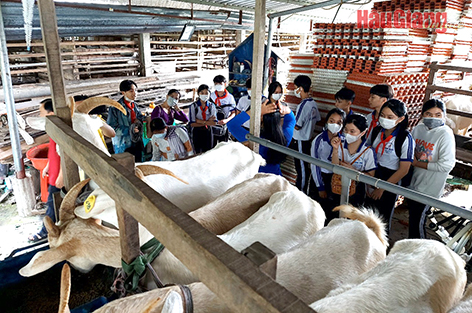 Hàng năm, điểm du lịch nông nghiệp tại trang trại sữa dê Ngọc Đào luôn thu hút đông đảo du khách trong và ngoài tỉnh đến tham quan, trải nghiệm.